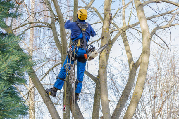 How Our Tree Care Process Works  in  North Arlington, NJ